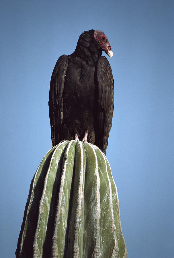 Turkey Vulture On Cardon Cactus Baja Photograph by Larry Minden