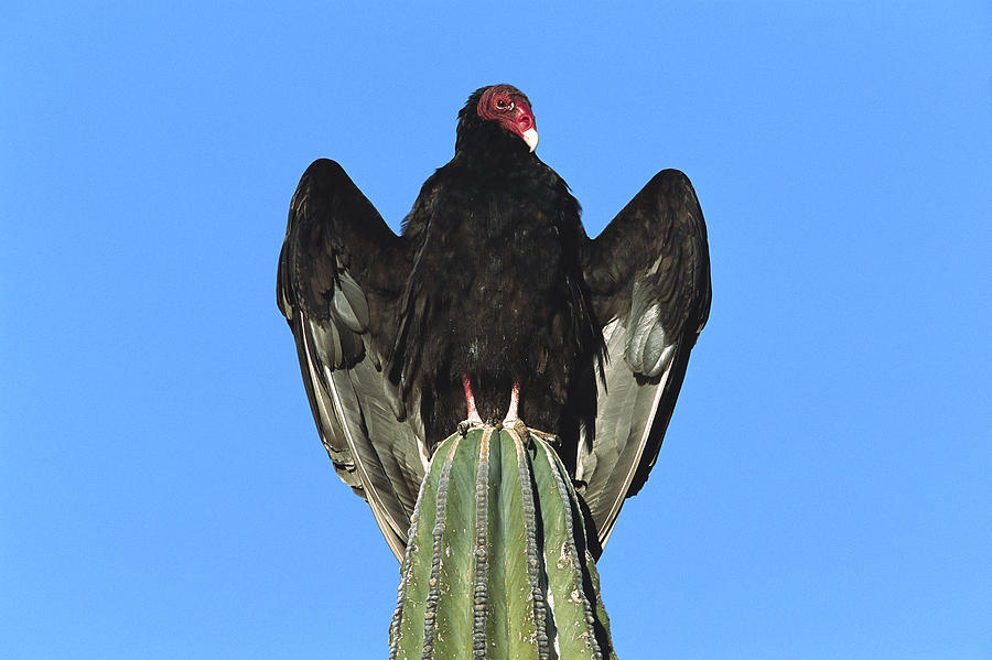 Turkey Vulture On Cardon Cactus Photograph by Tom Vezo