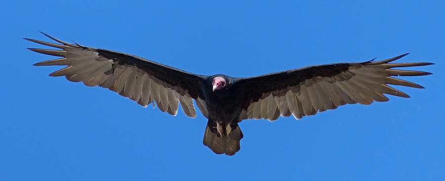 Vulture Photograph - Turkey Vulture by Randall Ingalls