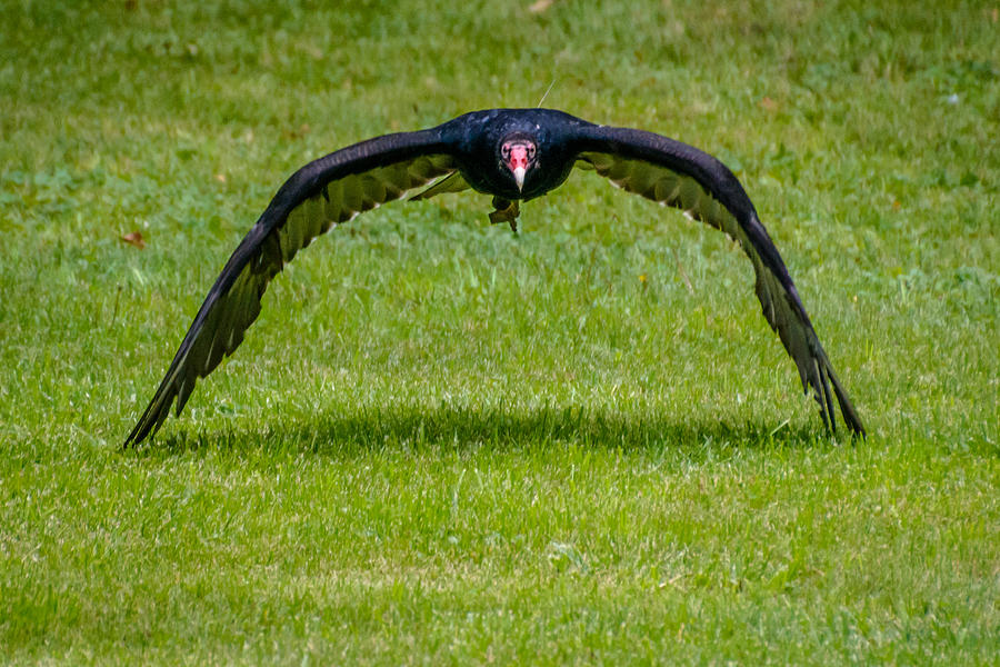 Turkey Vulture Photograph by Randy Scherkenbach