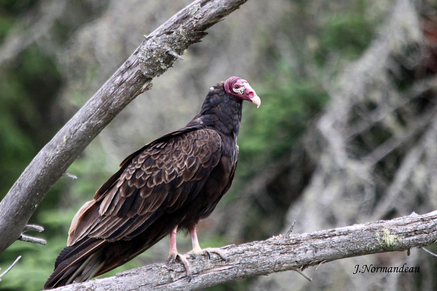 Wildlife Photograph - Turkey Vulture by Sarah  Lalonde