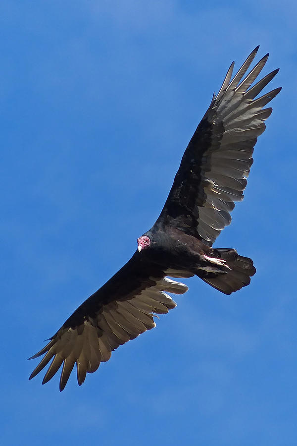 Vulture Photograph - Turkey Vulture Sideways by Randall Ingalls