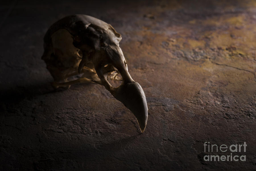 Turkey Vulture Skull on Slate Photograph by Art Whitton