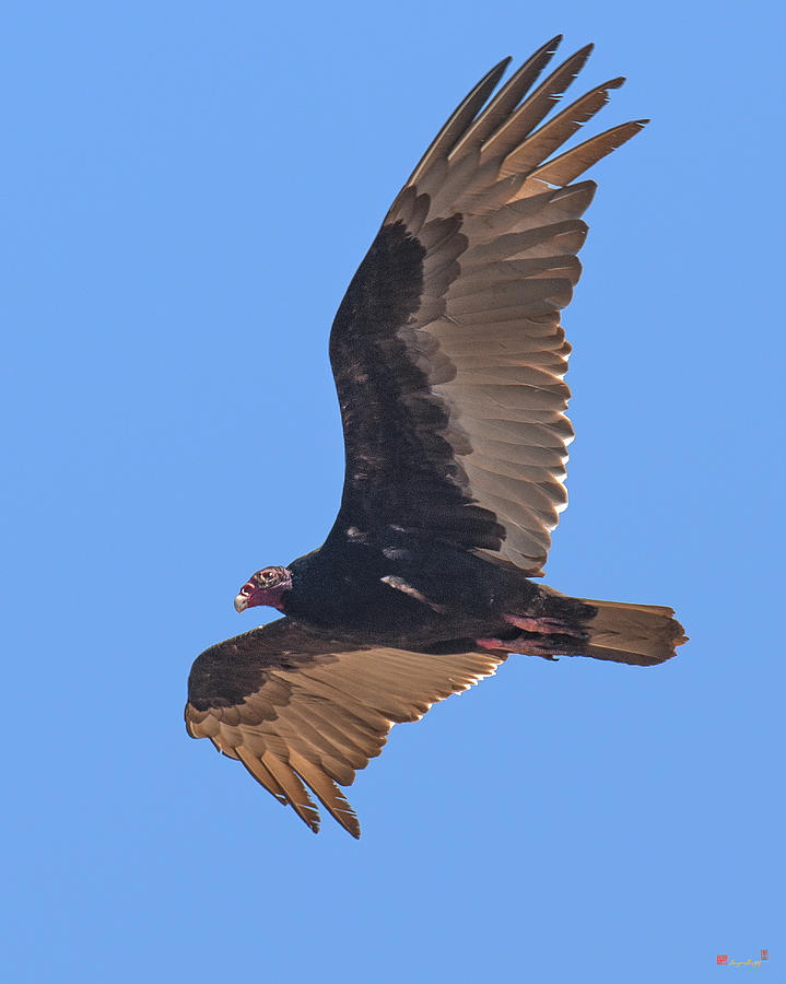 Turkey Vulture Soaring Overhead DRB153 Photograph by Gerry Gantt