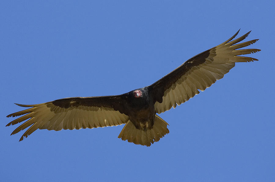 Animal Photograph - Turkey Vulture Soaring Overhead by San Diego Zoo