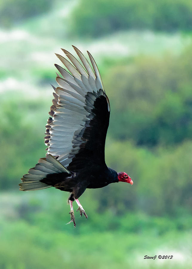 Turkey Vulture Photograph by Stephen Johnson