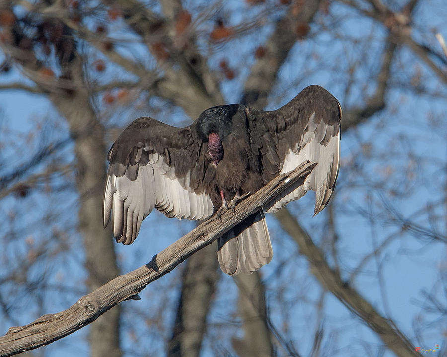 Turkey Vulture Sunning and Preening DRB186 Photograph by Gerry Gantt
