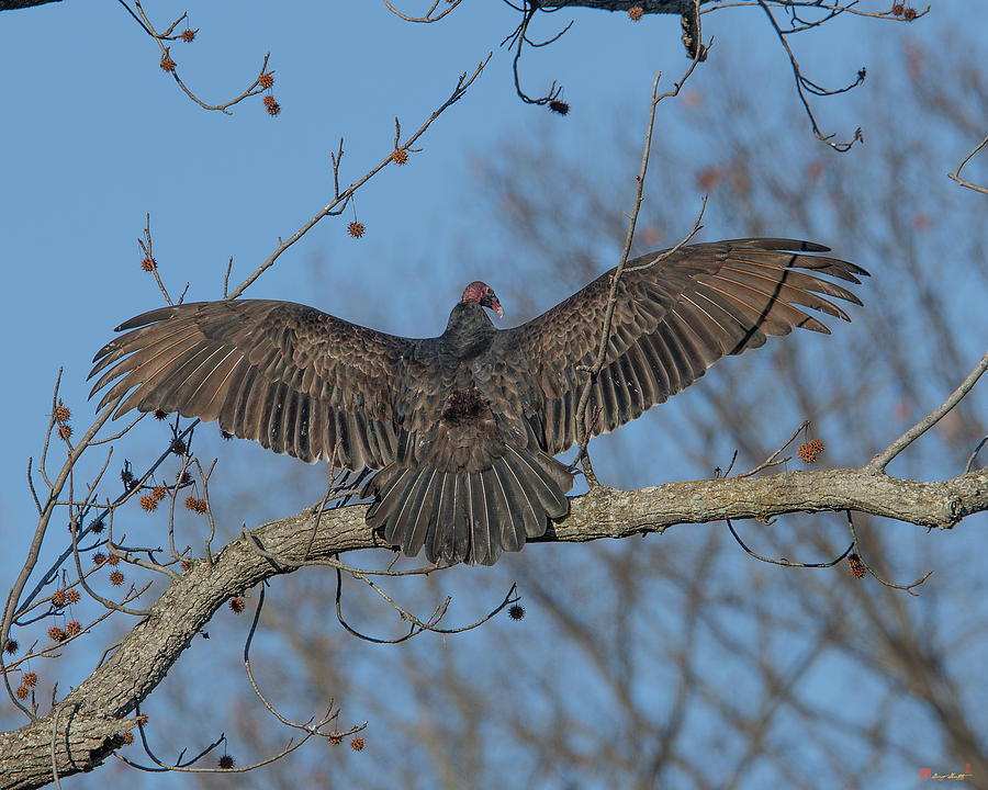 Turkey Vulture Sunning DRB183 Photograph by Gerry Gantt