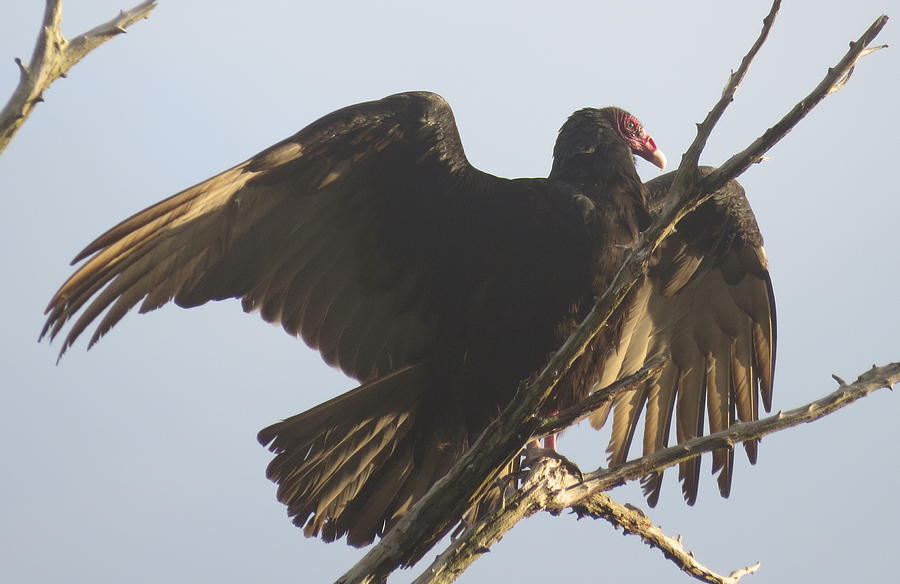 Turkey Vulture Sunning Photograph by Ellen Meakin