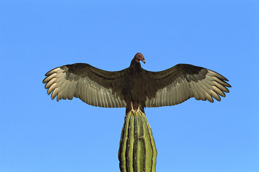Turkey Vulture Sunning On  Cardon Cactus Photograph by Tom Vezo