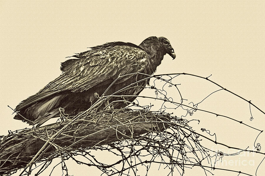 Vulture Photograph - Turkey Vulture V2 by Douglas Barnard