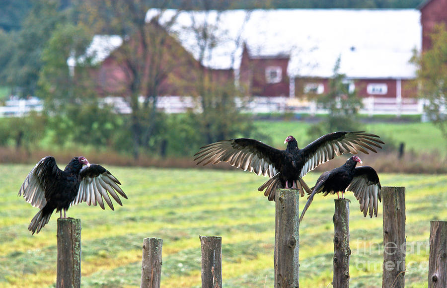 Turkey Vulture Welcome Photograph by Cheryl Baxter