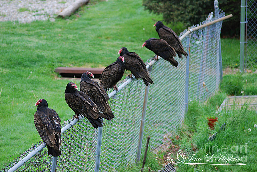 Turkey Vultures 20120426_8a Photograph by Tina Hopkins