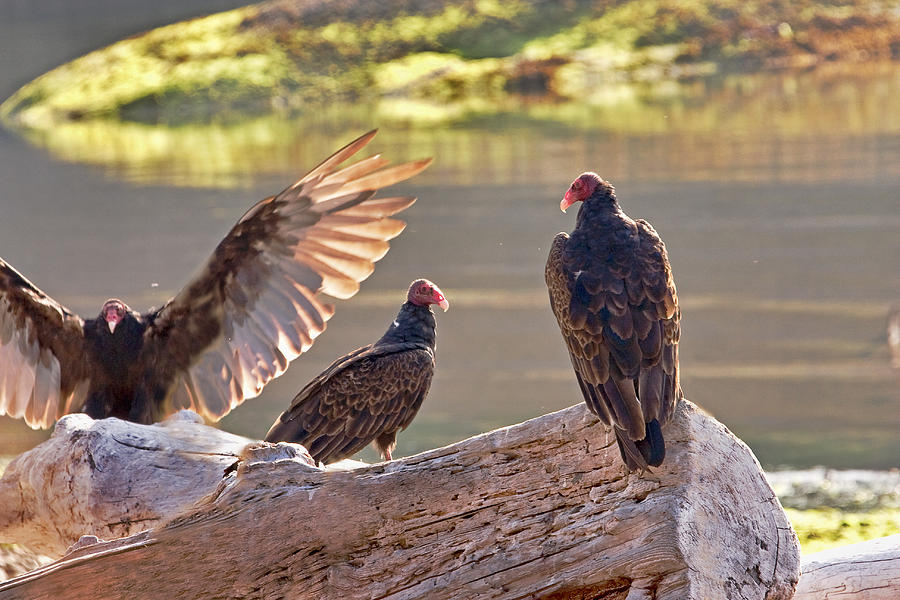 Turkey Vultures aka Dracula Photograph by Peggy Collins