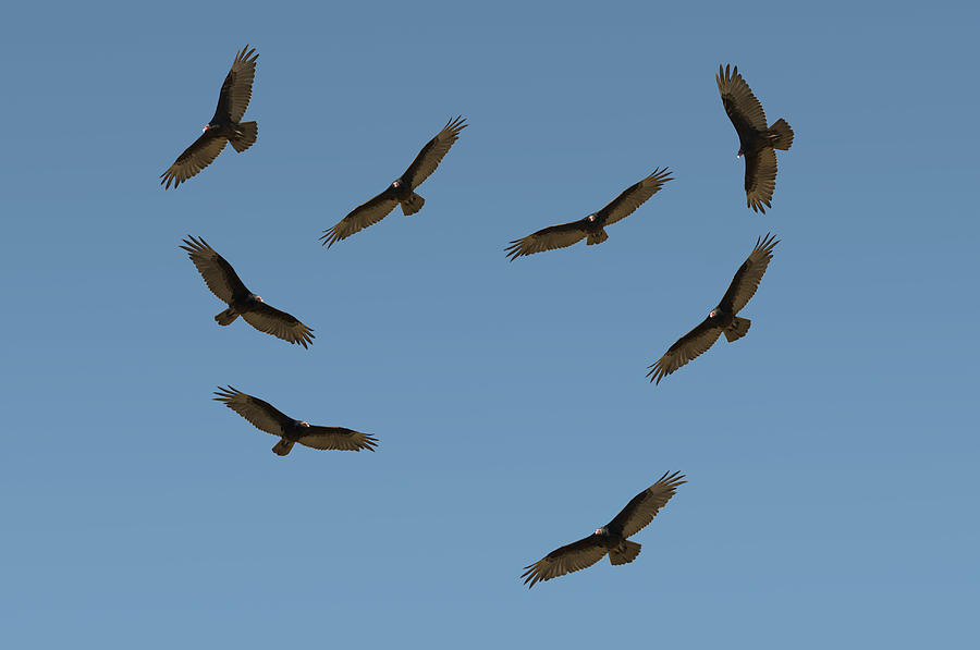 Turkey Vultures Photograph by Anthony Mercieca
