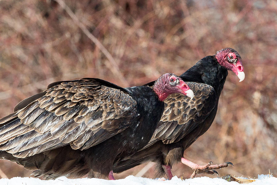 Turkey Vultures Photograph by Bill Wakeley