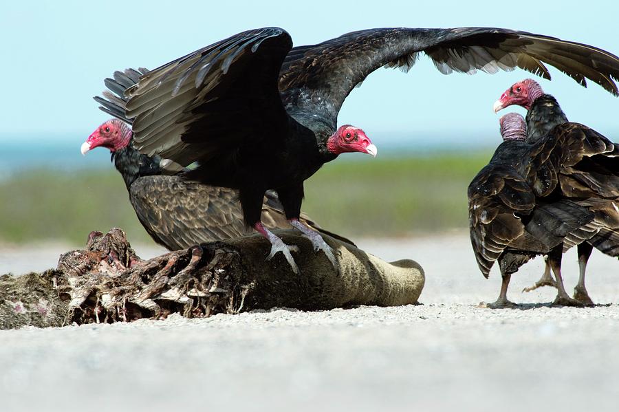 Turkey Vultures Photograph by Christopher Swann/science Photo Library