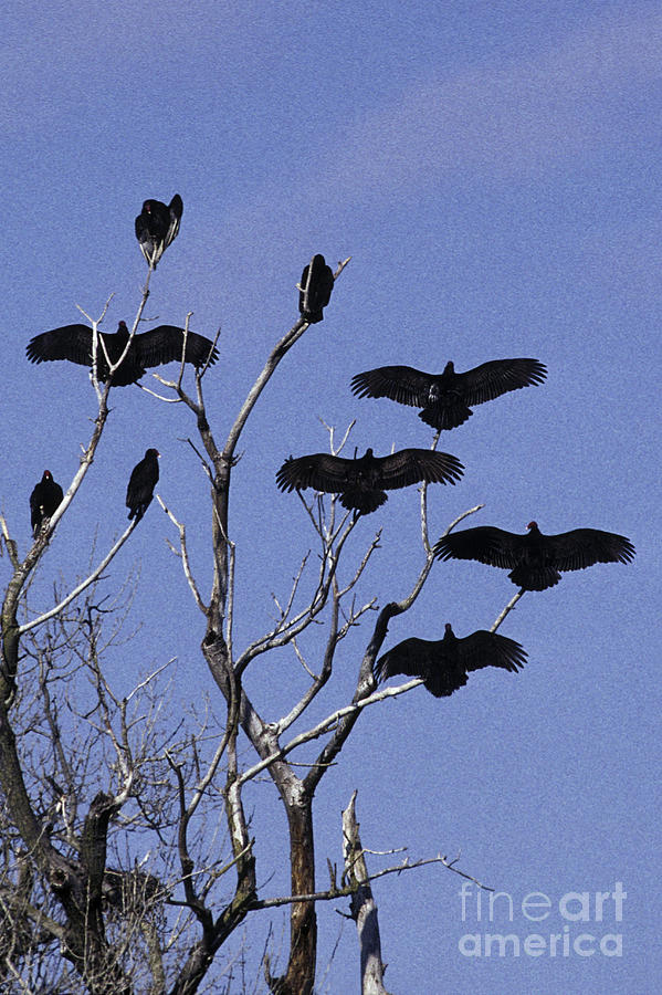 Turkey Vultures Photograph by Ron Sanford