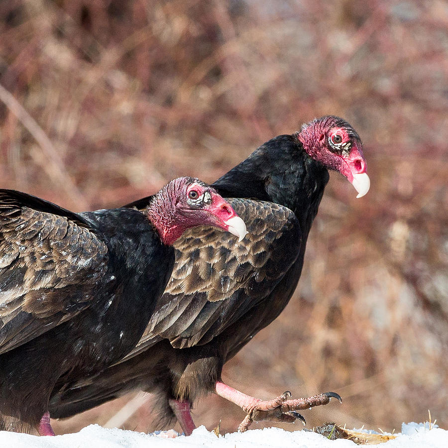 Vulture Photograph - Turkey Vultures Square by Bill Wakeley