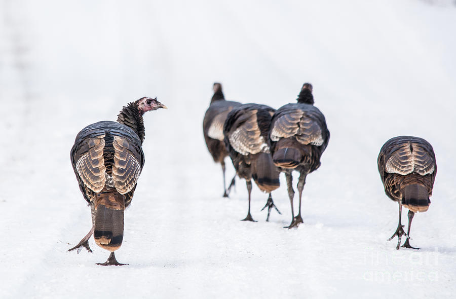 Turkeys Photograph by Cheryl Baxter