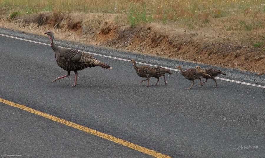 Turkeys Crossing the Road Photograph by Mick Anderson