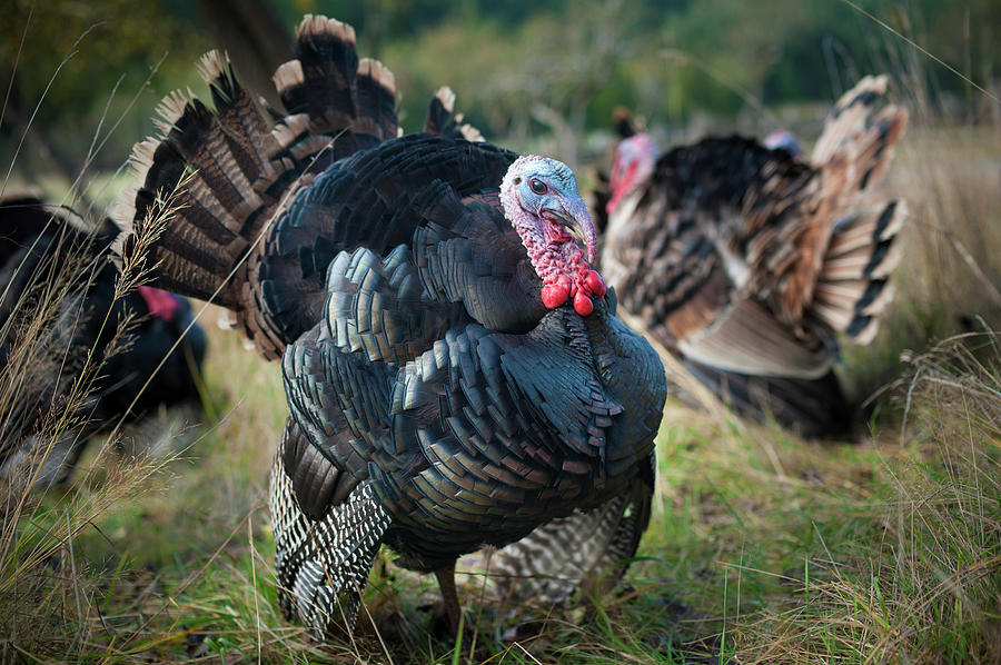 Turkeys Photograph by Helene Cyr / Design Pics