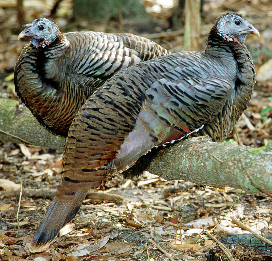 Turkeys Photograph by Millard H. Sharp