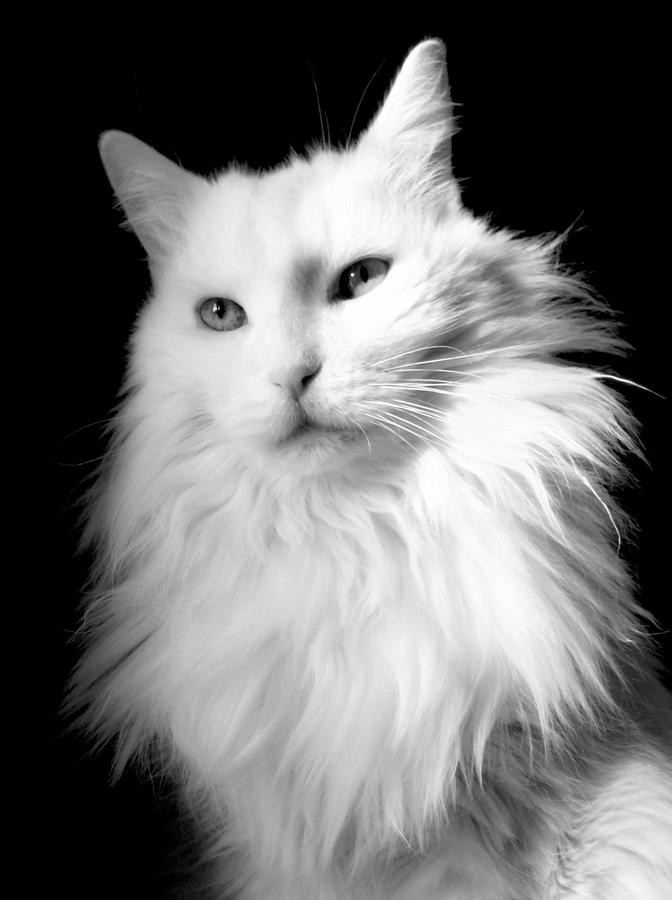 Cat Photograph - Turkish Angora Portrait Close-up by Aurelio Zucco