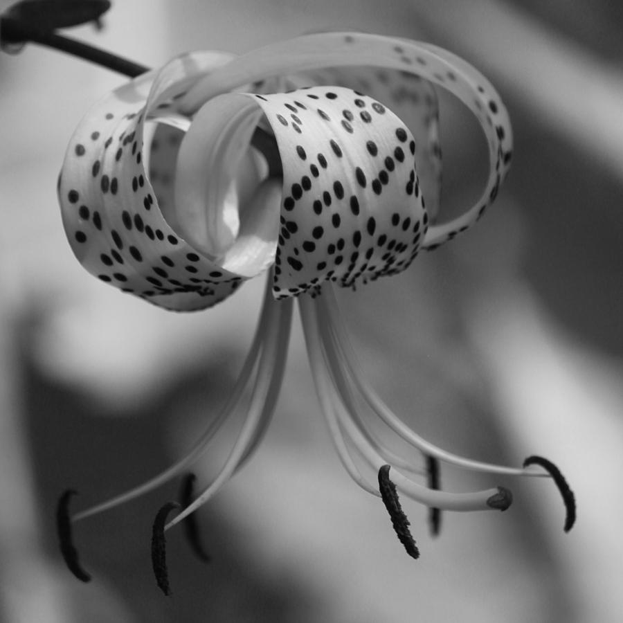 Lily Photograph - Turks Cap - Black and White by Suzanne Gaff