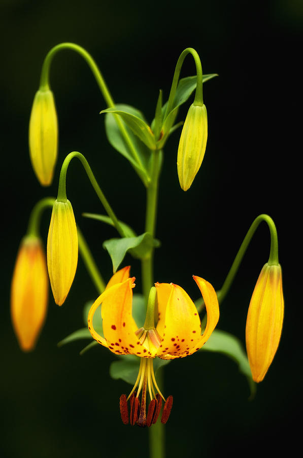 Turks Cap Candelabra Photograph by Photography  By Sai