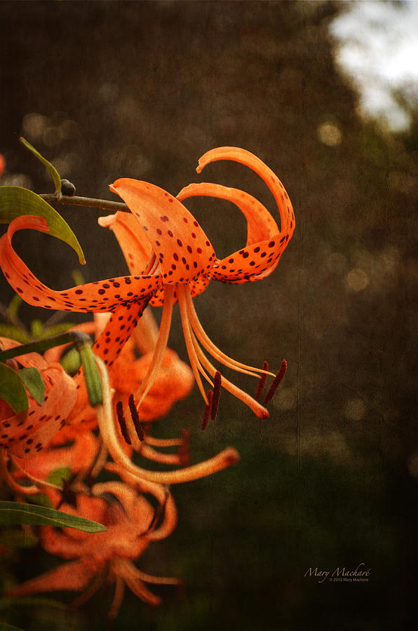 Turks Cap Lilies Photograph by Mary Machare