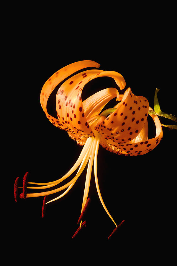 Nature Photograph - Turks-Cap lilly Lilium Superbum by Keith Webber Jr