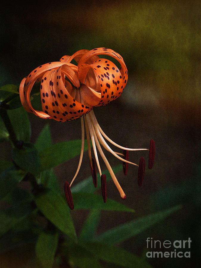 Turks Cap Lily II Photograph by Lee Craig