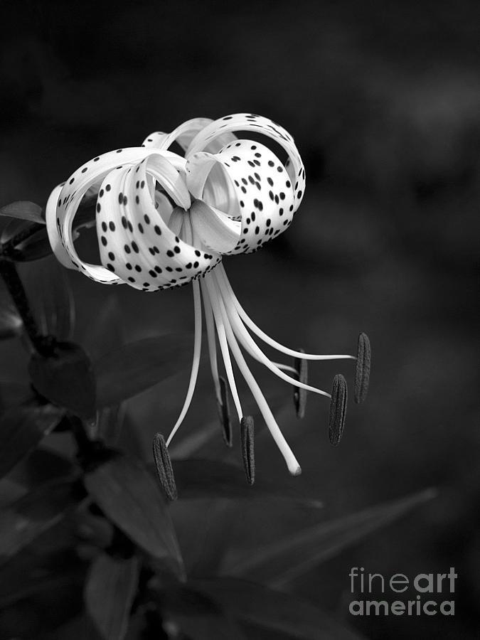 Turks Cap Lily in Black and White Photograph by Lee Craig