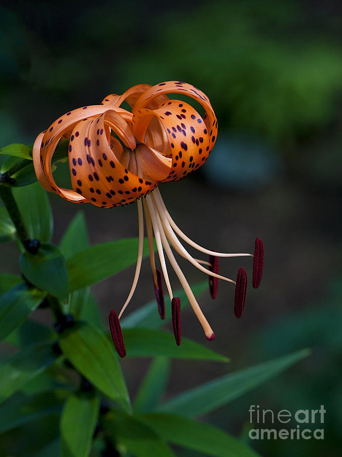 Turks Cap Lily Photograph by Lee Craig