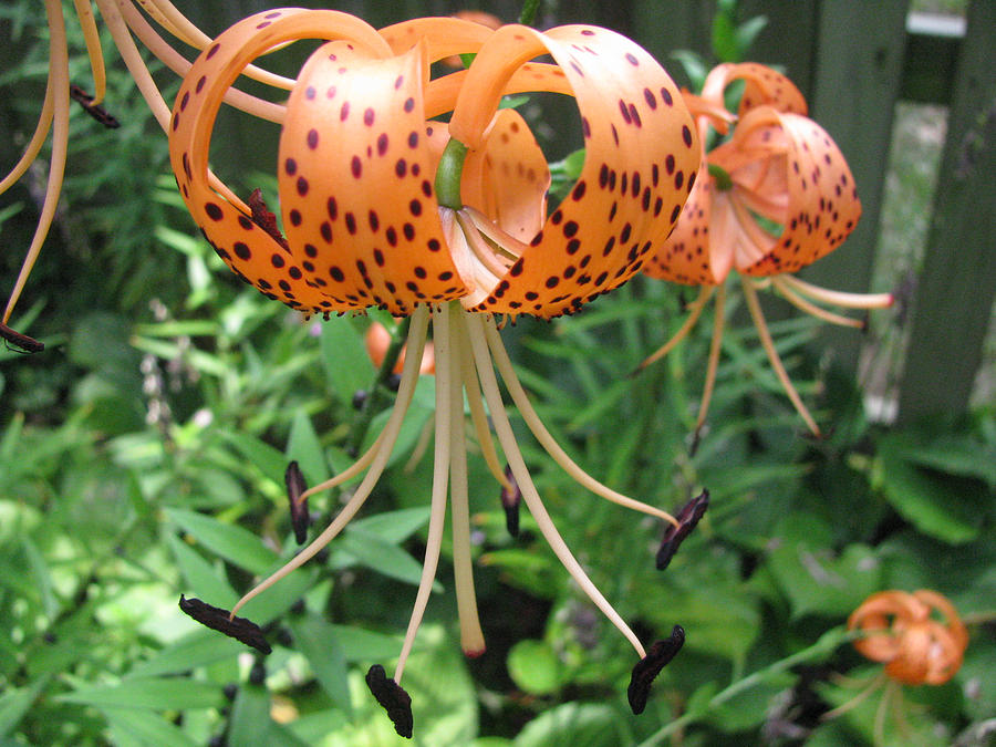 Turks Cap Lily Photograph by Linda Williams