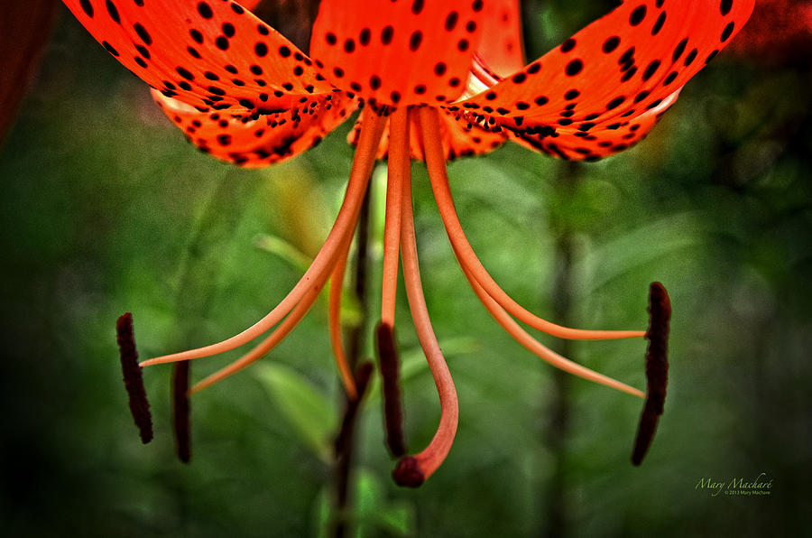 Turks Cap Lily  Photograph by Mary Machare