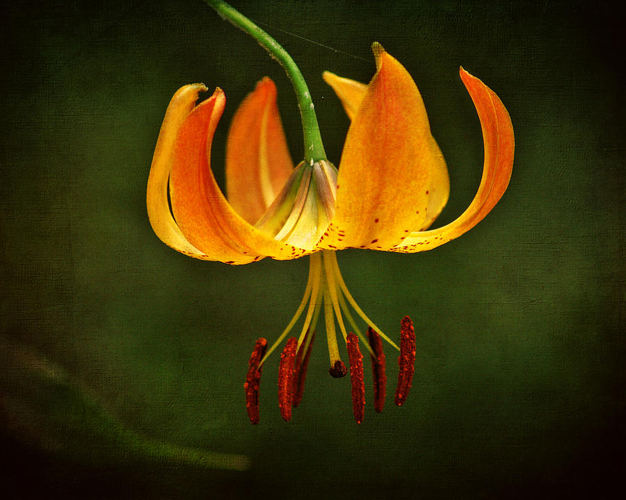 Turks Cap Lily Photograph by TnBackroadsPhotos 