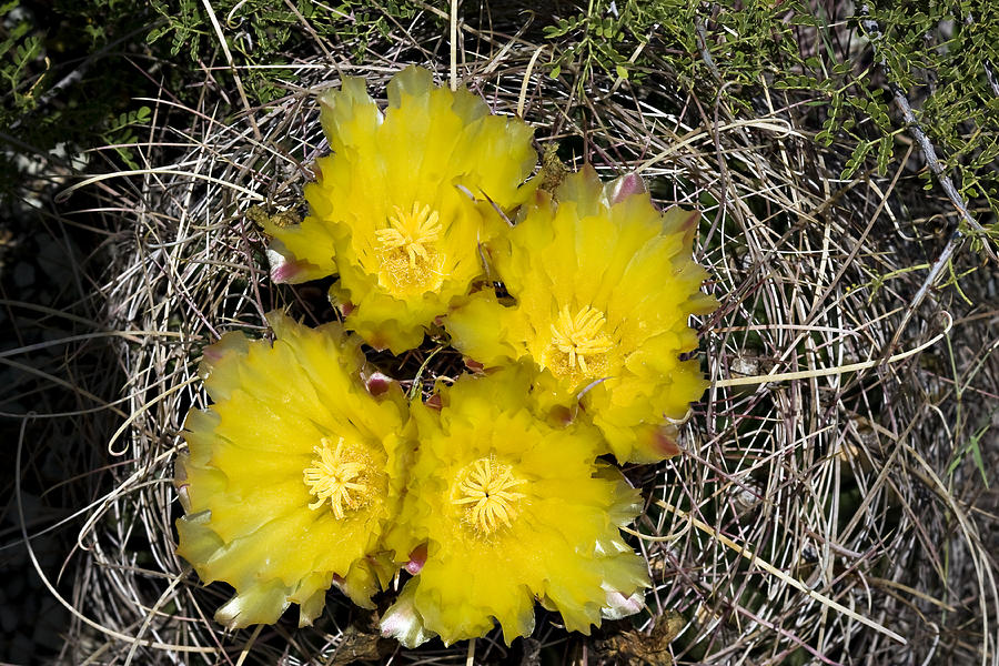 Turks Head Cactus Photograph by Hal Horwitz