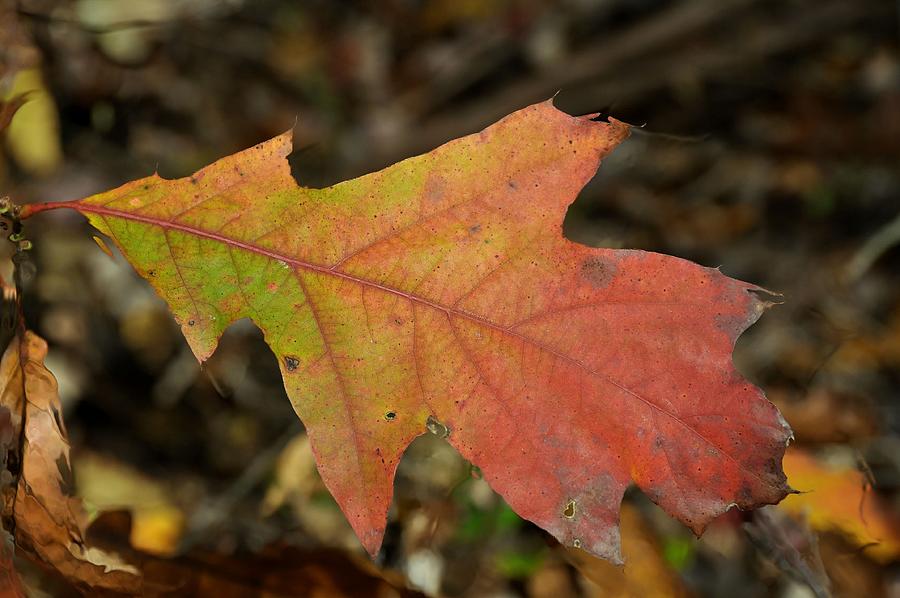 Turn A Leaf Photograph by JAMART Photography
