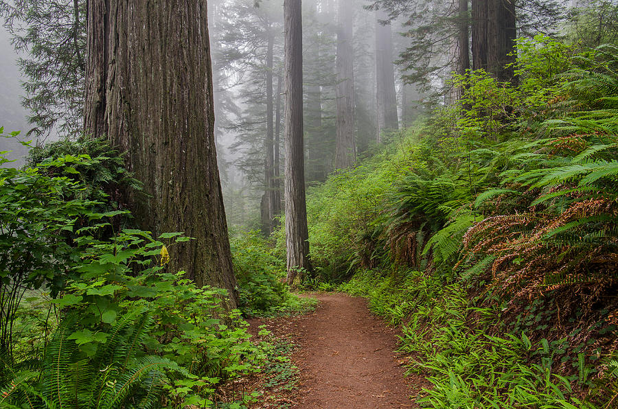 Turn of Redwood Trail Photograph by Greg Nyquist