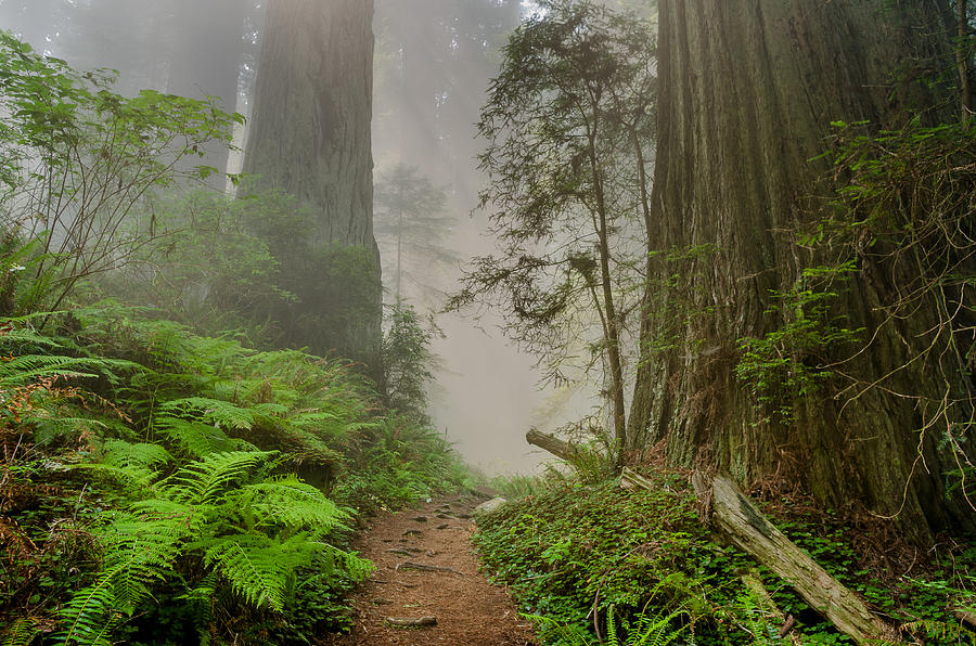 Turn of the Redwood Path Photograph by Greg Nyquist