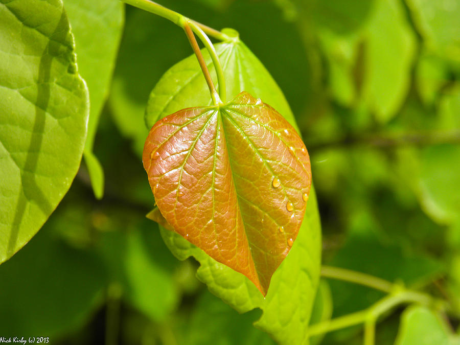 turn-over-a-new-leaf-photograph-by-nick-kirby