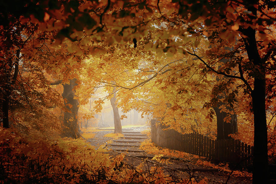 Fall Photograph - Turn To Fall by Ildiko Neer