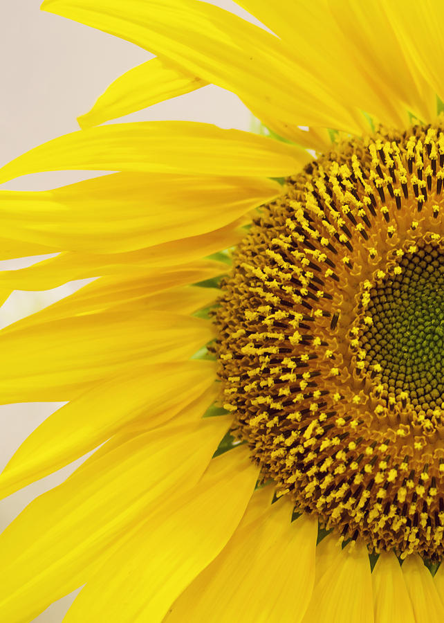 Sunflower Photograph - Turned On the Brights by Heather Applegate