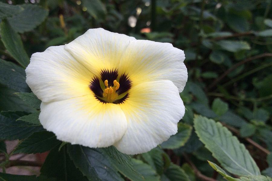 Turnera Trioniflora Photograph by Iwaishi Kensuke - Fine Art America