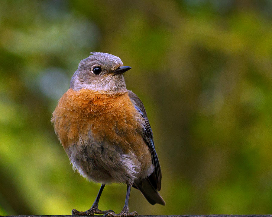 Turning Bluebird Photograph by Jean Noren Turning Bluebird Photograph by Jean Noren