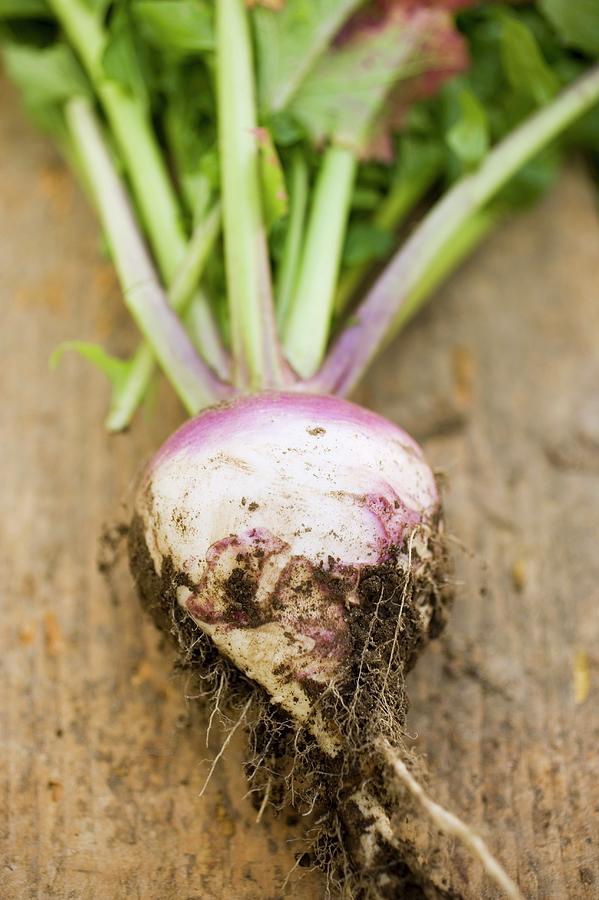 Turnip With Roots And Soil Photograph by Foodcollection | Pixels