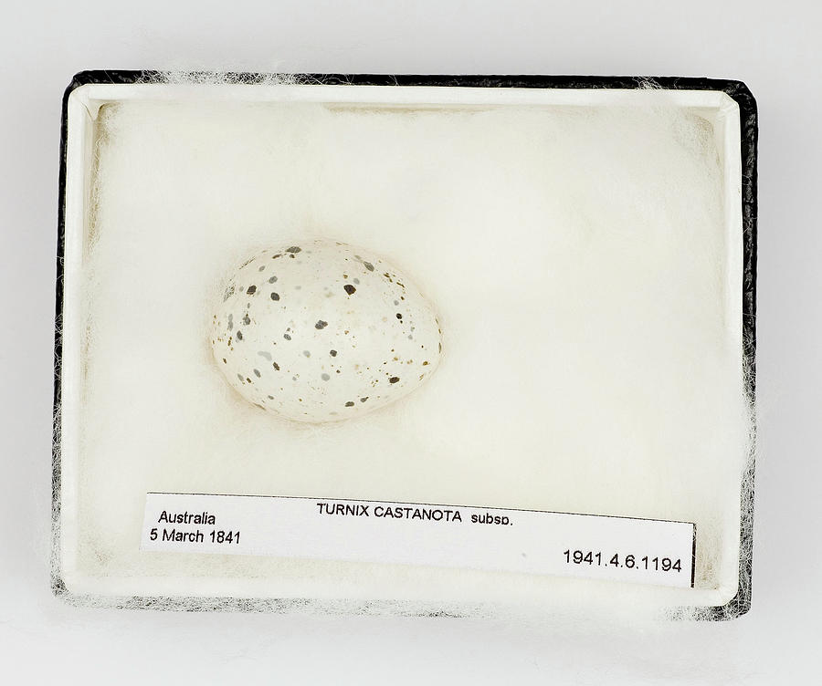 Turnix Castanota Egg Photograph by Natural History Museum, London