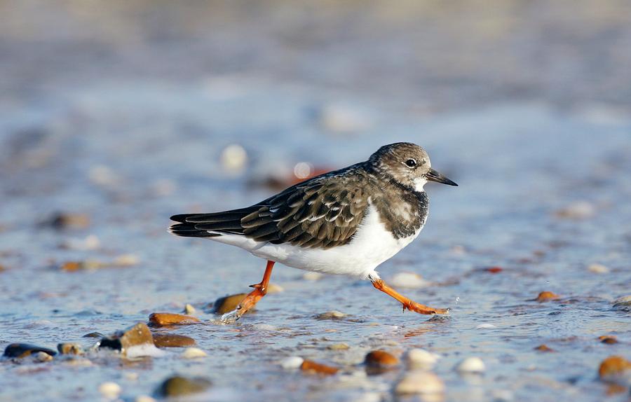Turnstone Photograph by John Devries/science Photo Library